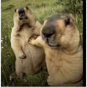 Animals — стикер для MAX