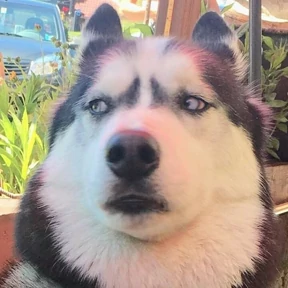 Animals — стикер для MAX
