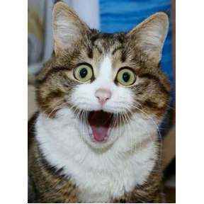 (SSS) CAT(котики) — стикер для MAX