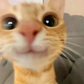 (SSS) CAT(котики) — стикер для MAX