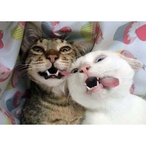 (SSS) CAT(котики) — стикер для MAX