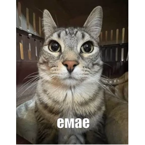 (SSS) CAT(котики) — стикер для MAX