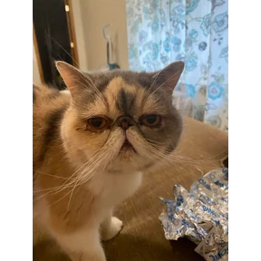 (SSS) CAT(котики) — стикер для MAX