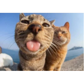 (SSS) CAT(котики) — стикер для MAX