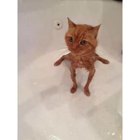 (SSS) CAT(котики) — стикер для MAX