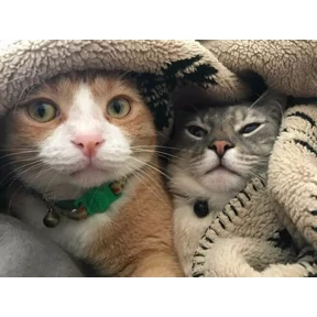 (SSS) CAT(котики) — стикер для MAX