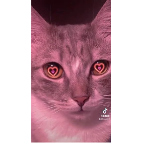 (SSS) CAT(котики) — стикер для MAX