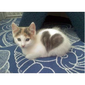 (SSS) CAT(котики) — стикер для MAX