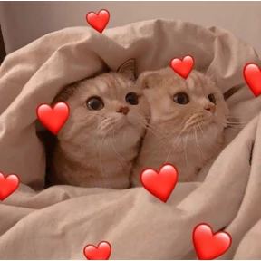 (SSS) CAT(котики) — стикер для MAX