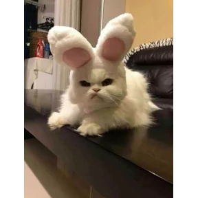 (SSS) CAT(котики) — стикер для MAX