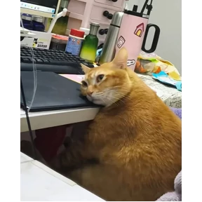 коты еноты ёжики — стикер для MAX
