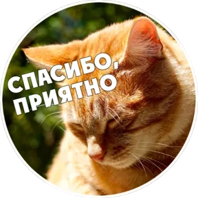 Стикер
