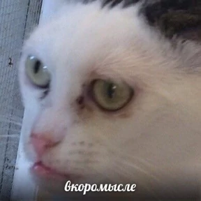 Топи топа — стикер для MAX