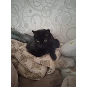 Кот умыч — стикер для MAX
