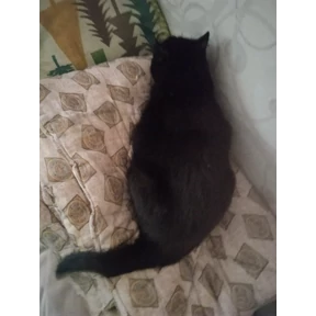 Кот умыч — стикер для MAX