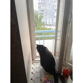 Кот умыч — стикер для MAX