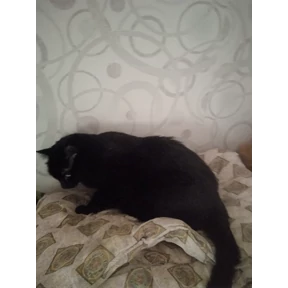 Кот умыч — стикер для MAX