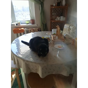 Кот умыч — стикер для MAX