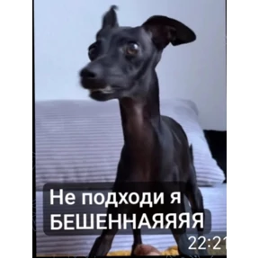 Какой то стикерпак — стикер для MAX