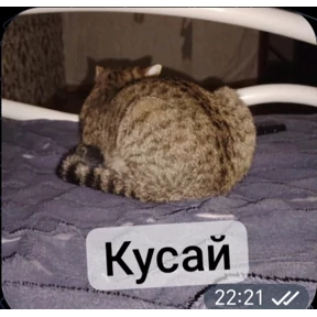 Какой то стикерпак — стикер для MAX