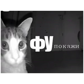 Polli — стикер для MAX