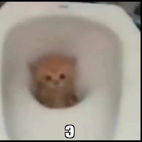 Котики — стикер для MAX
