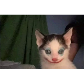 Котики — стикер для MAX