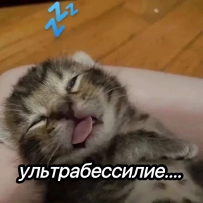 Котики — стикер для MAX