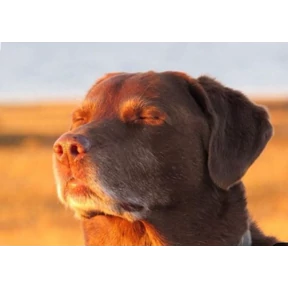 Ляля — стикер для MAX