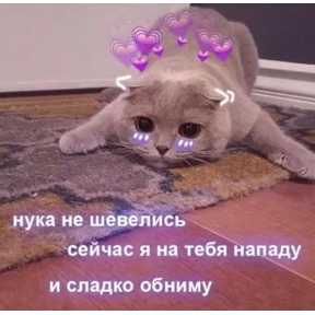 Котяточки — стикер для MAX