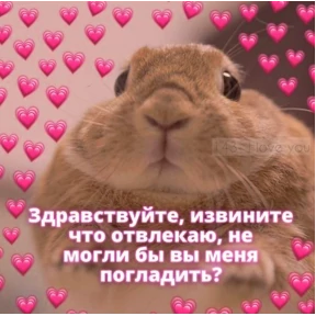 Стикерпак коты2 для мессенджера MAX