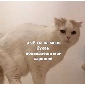 коты2 — стикер для MAX