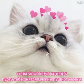 коты2 — стикер для MAX
