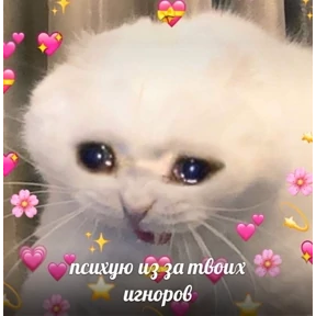 коты2 — стикер для MAX