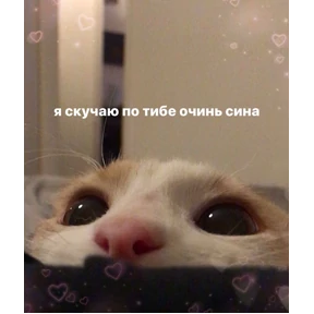 коты2 — стикер для MAX