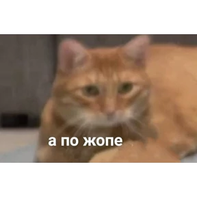 коты2 — стикер для MAX