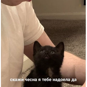 коты2 — стикер для MAX