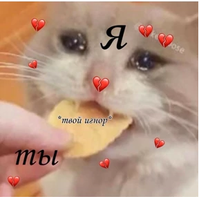 коты2 — стикер для MAX