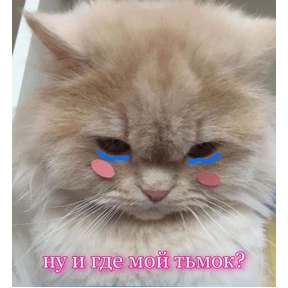 коты2 — стикер для MAX
