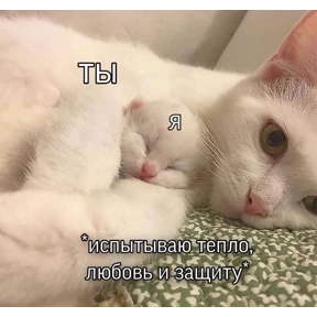 коты2 — стикер для MAX