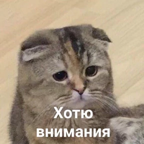 коты2 — стикер для MAX