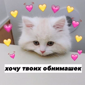 коты2 — стикер для MAX
