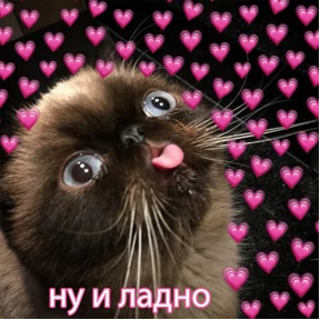 коты2 — стикер для MAX