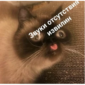 коты2 — стикер для MAX