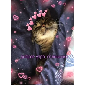 коты2 — стикер для MAX
