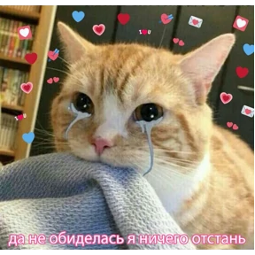 коты2 — стикер для MAX
