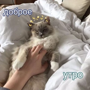 коты2 — стикер для MAX