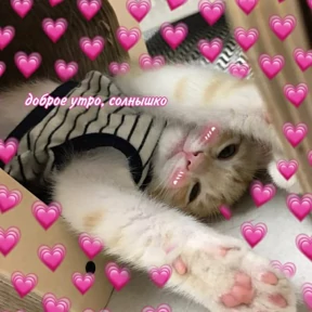 коты2 — стикер для MAX