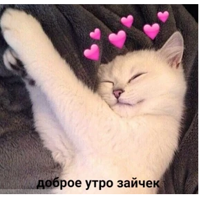 коты2 — стикер для MAX