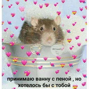 коты2 — стикер для MAX